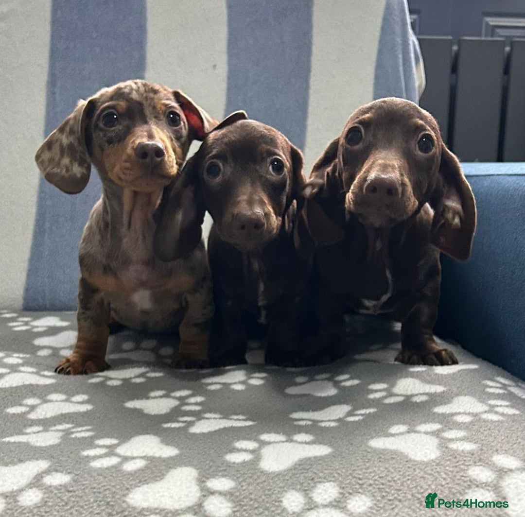 Miniature Dachshund dogs for sale: LITTER SMOOTH MINIATURE DAXIS PRACLR KC REG - Advert 4