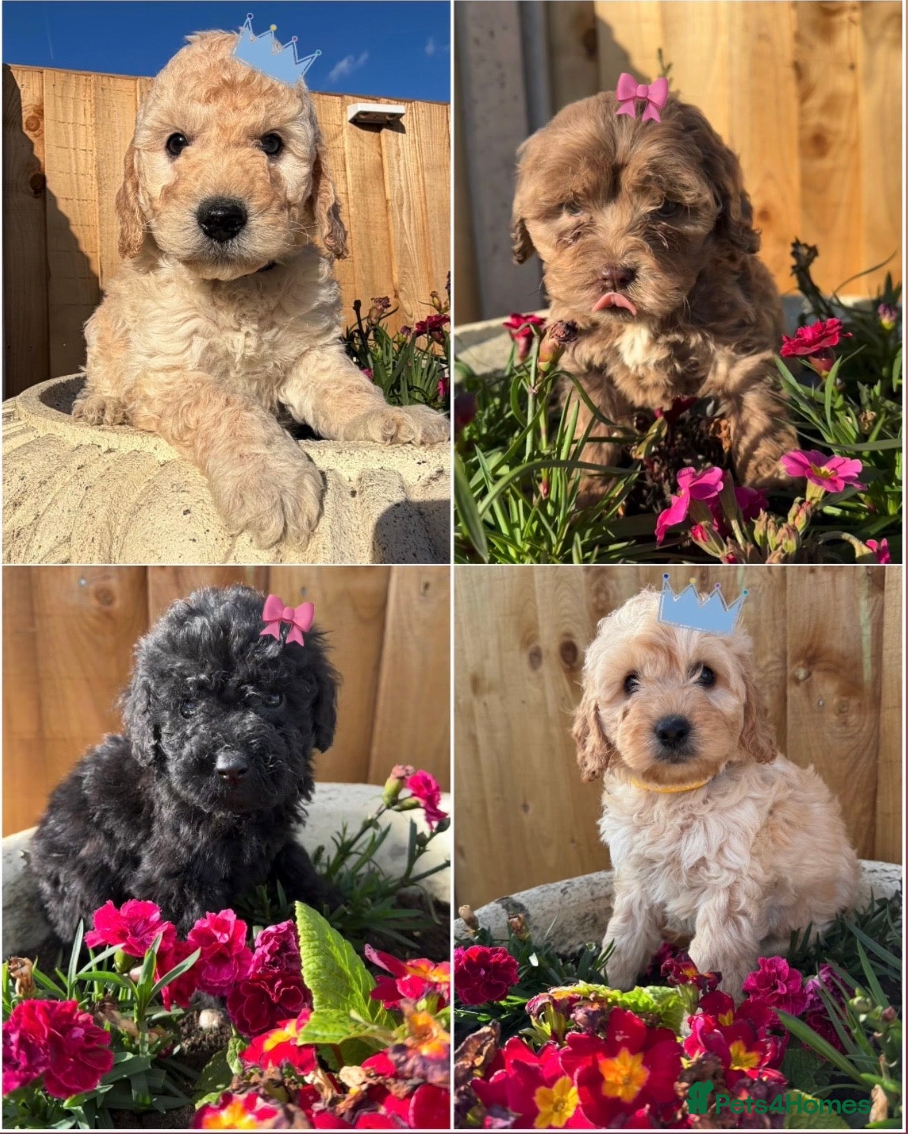 Cockapoo dogs Cockapoo puppies  - Advert 17