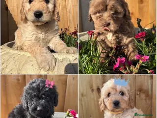 Cockapoo dogs Cockapoo puppies - Advert 17