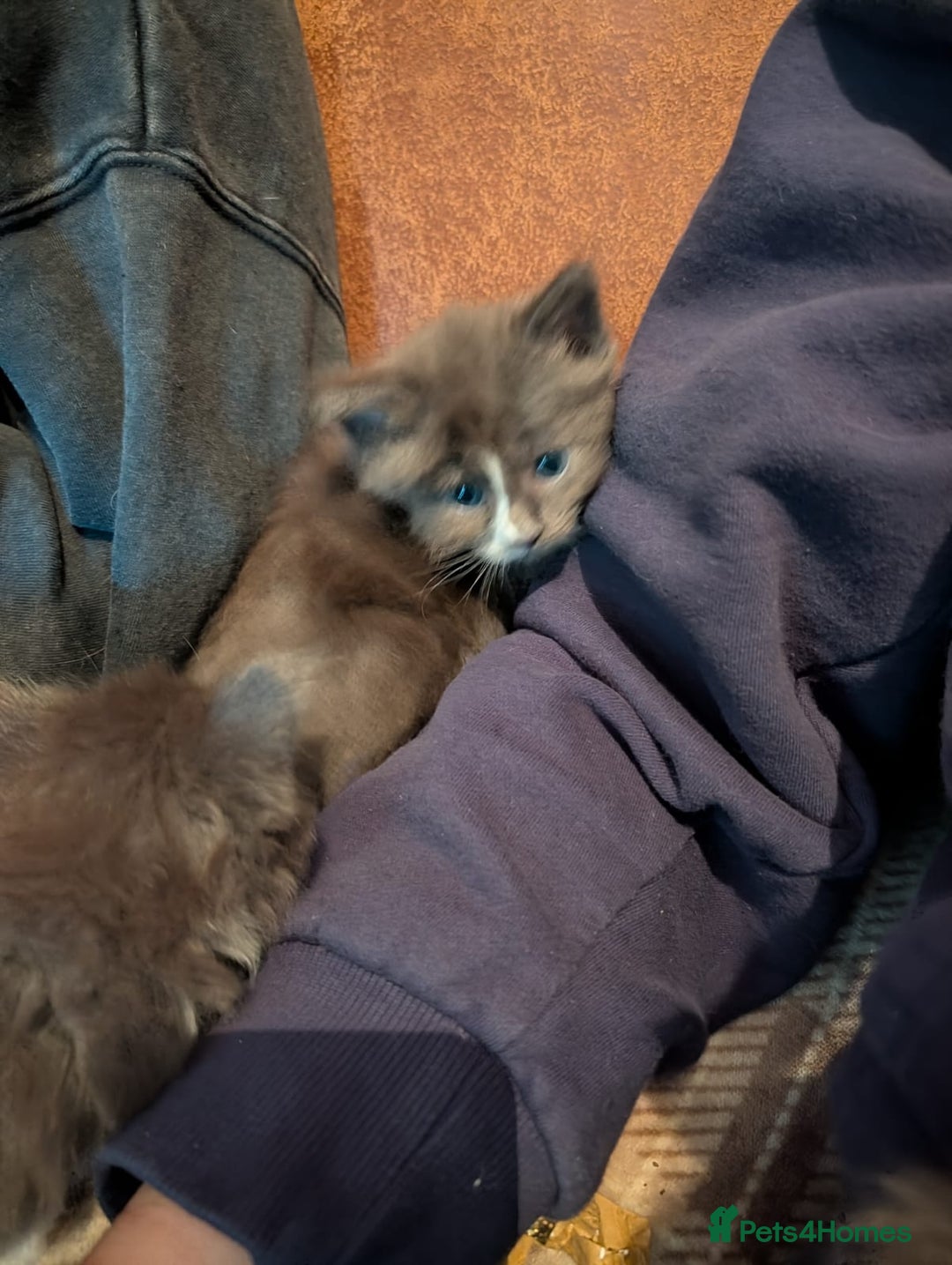 Maine Coon cats for sale: Beautiful Blue Maine Coon kittens - Advert 14