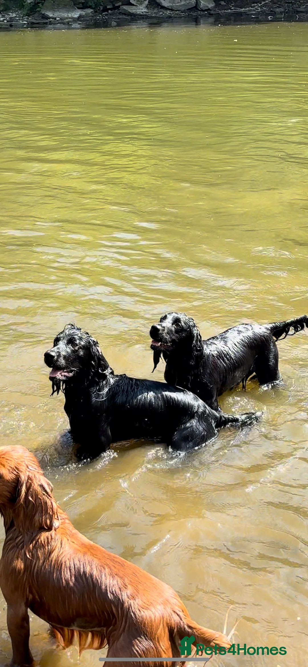Cocker Spaniel dogs for stud: Proven Working Cocker Spaniel - Stud Available - Advert 4