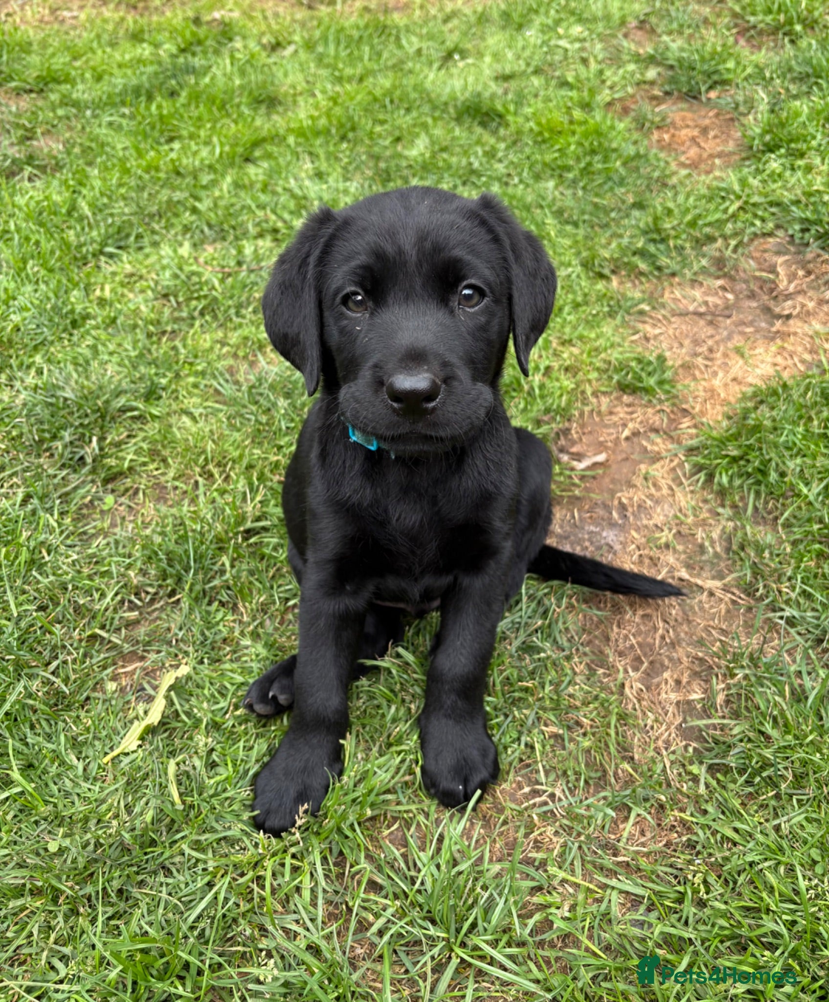 Labrador Retriever dogs 🐾 Last 3 Beautiful Labrador Puppies – Ready Now  - Advert 3