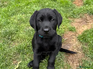 Labrador Retriever dogs 🐾 Last 3 Beautiful Labrador Puppies – Ready Now - Advert 3