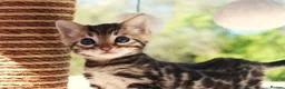 Bengal cats for sale: CUTE BENGAL FEMALE (TICA REG) - Advert 20