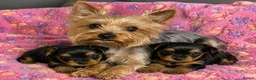 Yorkshire Terrier dogs for sale: Beautiful Yorkshire Terrier Girl Puppies - Advert 7