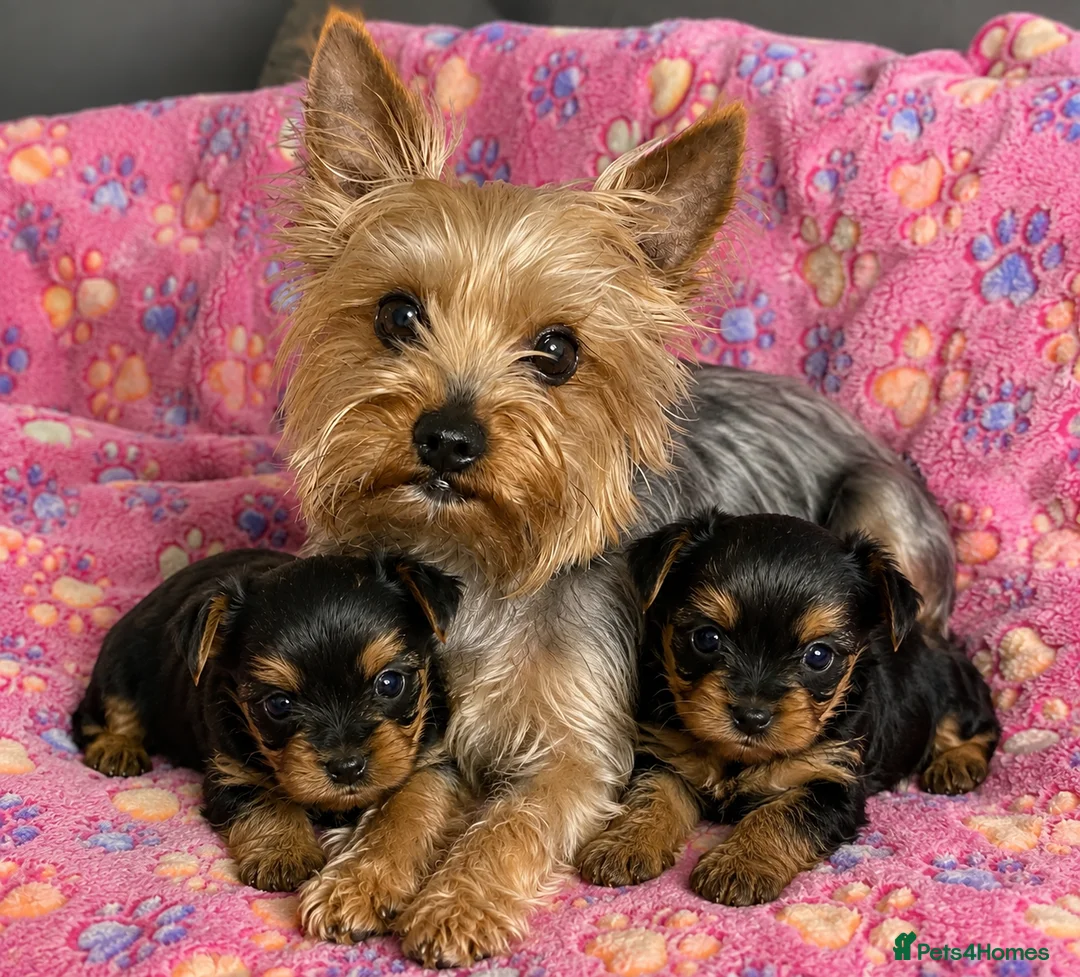 Yorkshire Terrier dogs for sale: Beautiful Yorkshire Terrier Girl Puppies - Advert 7