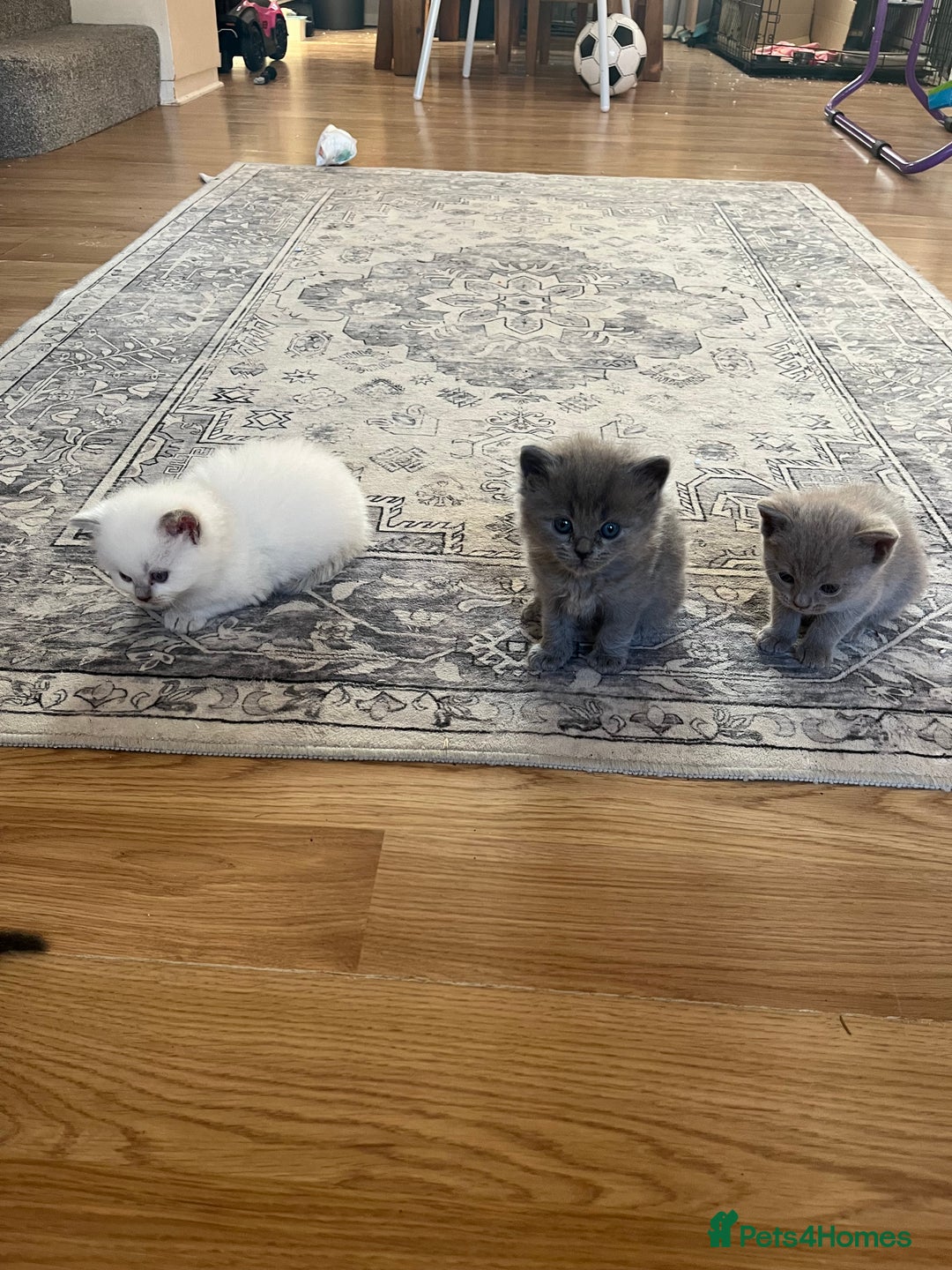 Ragdoll cats for sale: One beautiful blue boy Ragdoll x BSH - Image 8