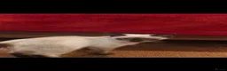 Ragdoll cats for sale: Ragdoll kittens - Advert 8