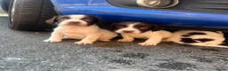 Cocker Spaniel dogs for sale: Cocker spaniel puppies 🐶🩷 - Advert 1