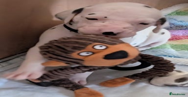 Dalmatian dogs KC registered Dalmatian puppies - Advert 10