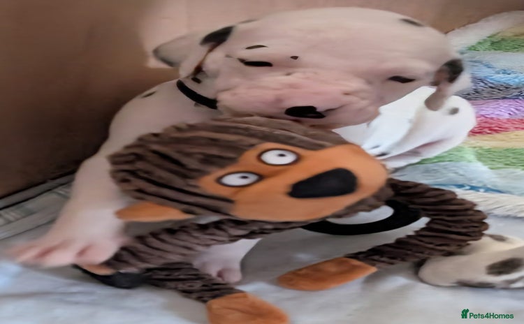 Dalmatian dogs Beautiful KC registered Dalmatian puppies - Advert 3