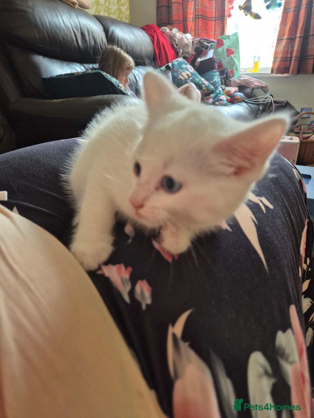 Bengal cats for sale: READY TO GO, BENGAL CROSS KITTEN FEMALE REDUCED  in Tamworth - Image 7