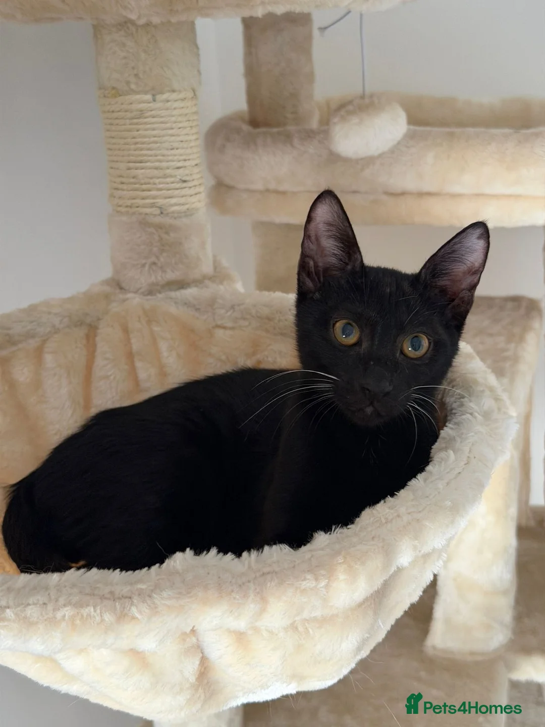 Arabian Mau cats for sale: Cuddly black kitten with unique white whiskers - Advert 5