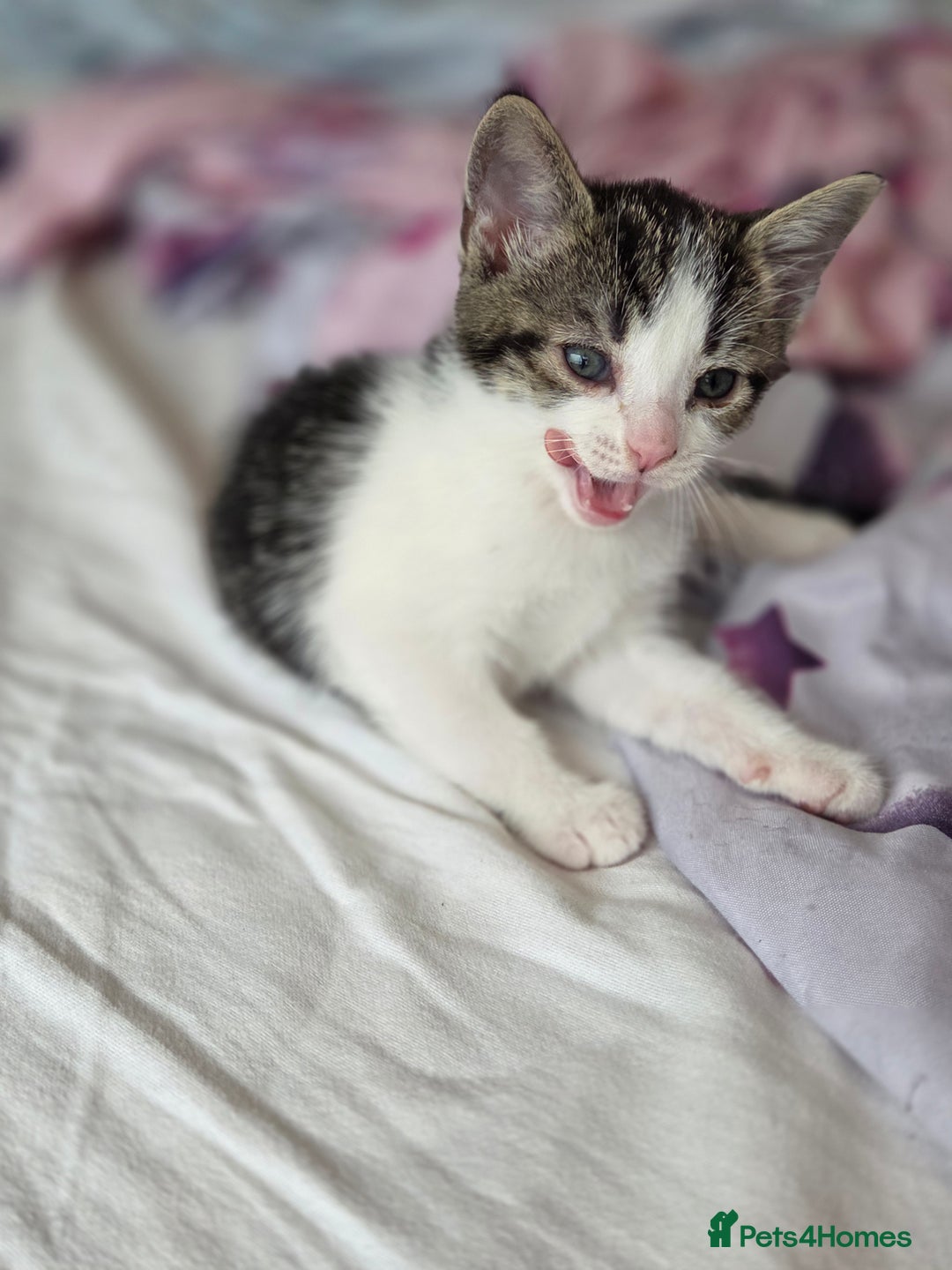 Mixed Breed cats for sale: Two beautiful girls. Ready to leave Saturday  - Image 4