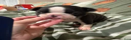 Boston Terrier dogs for sale: Kc reg Boston terriers - 1 stunning girl available - Advert 7