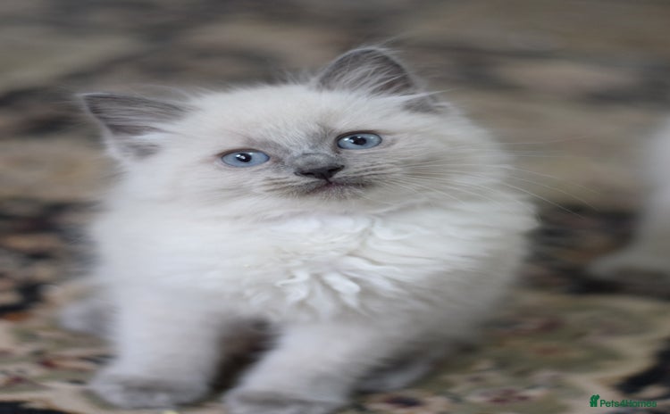 Ragdoll cats - Advert 11