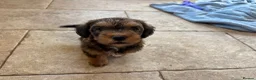 Mixed Breed dogs for sale: F1 Cairndoodle Puppies  - Advert 19
