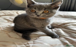 British Shorthair cats for sale: British Shorthair  - Image 6
