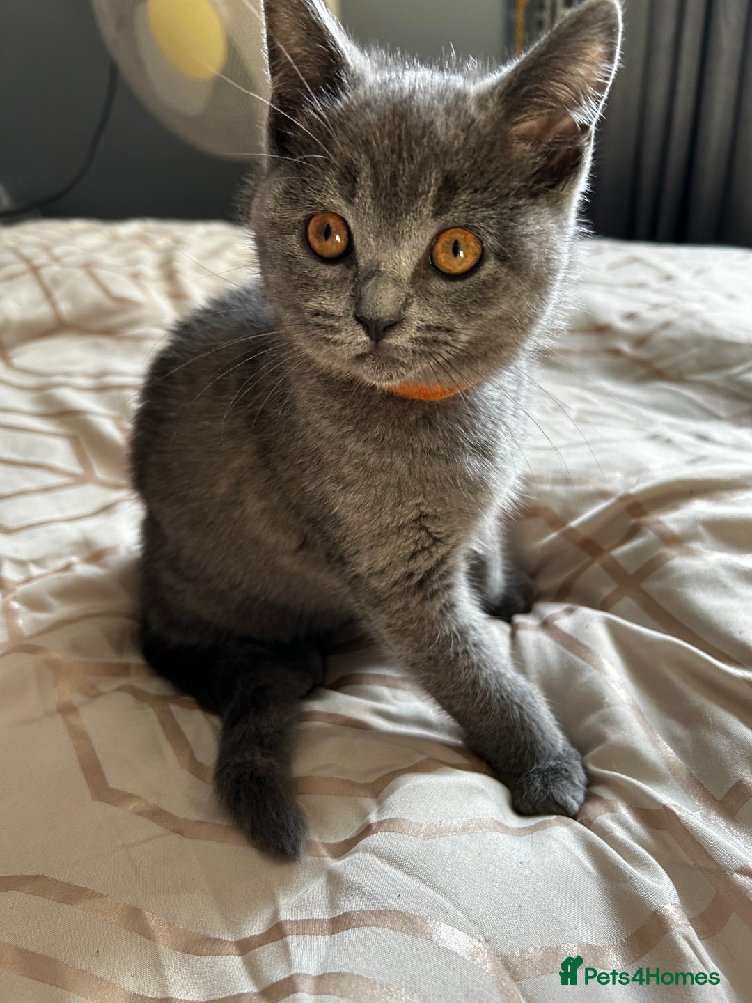 British Shorthair cats for sale: British Shorthair  - Image 6