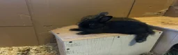Mixed Breed rabbits for sale: Mixed breed baby rabbits in Hyde - Advert 3