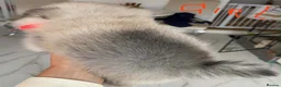 Pomeranian dogs for sale: Gorgeous Pom Puppies  - Advert 7