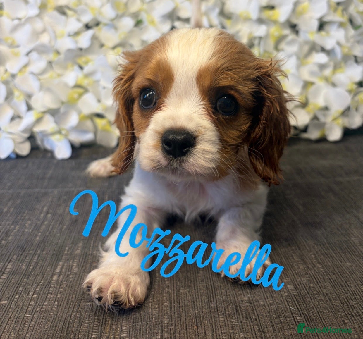 Cavalier King Charles Spaniel dogs 💙 KC Reg Cavalier King Charles-1 Boy Remaining 💙 - Advert 2