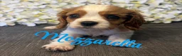 Cavalier King Charles Spaniel dogs for sale: Last one - Ready to go - Beautiful KC Registered  - Advert 3