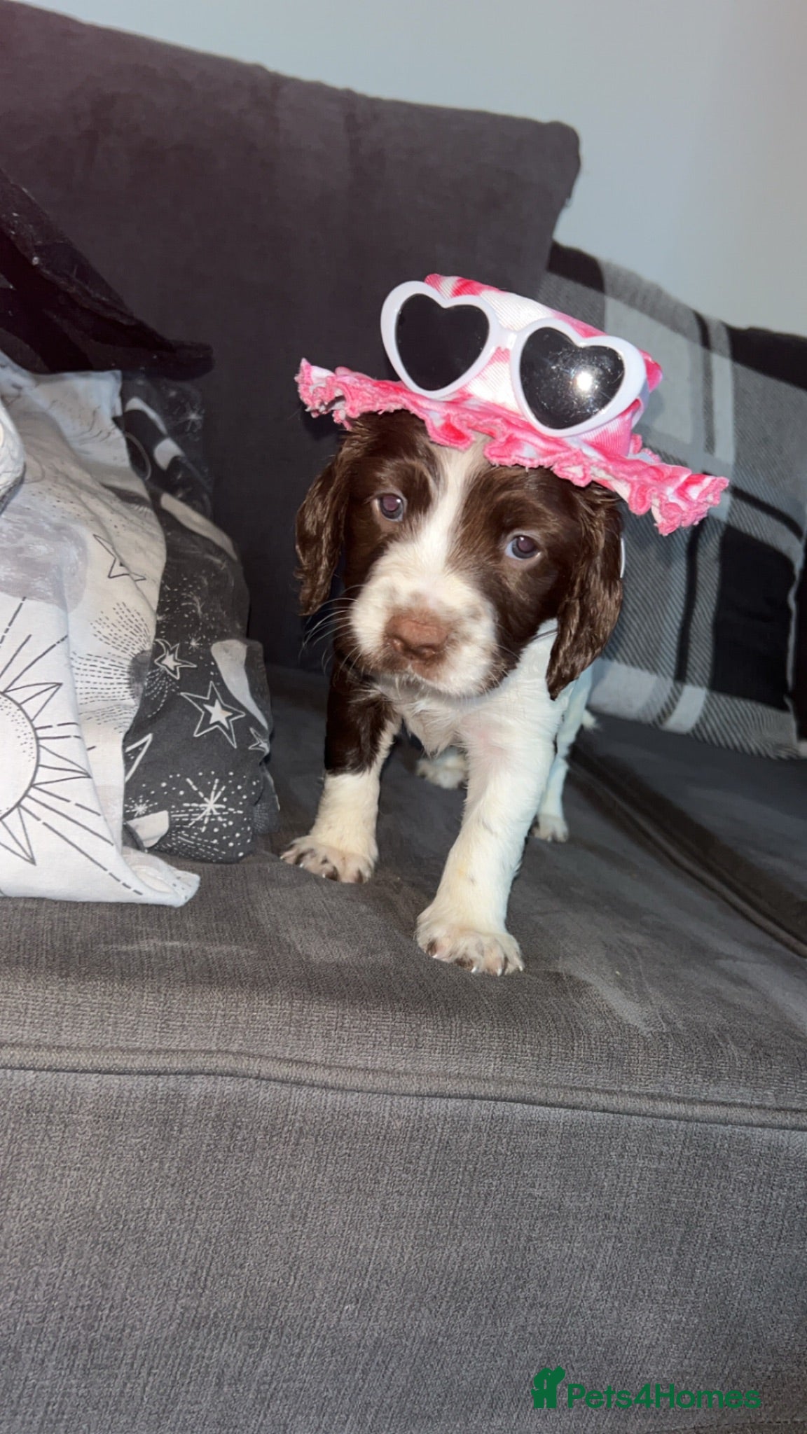 English Springer Spaniel dogs English Springer Spaniel  - Advert 7