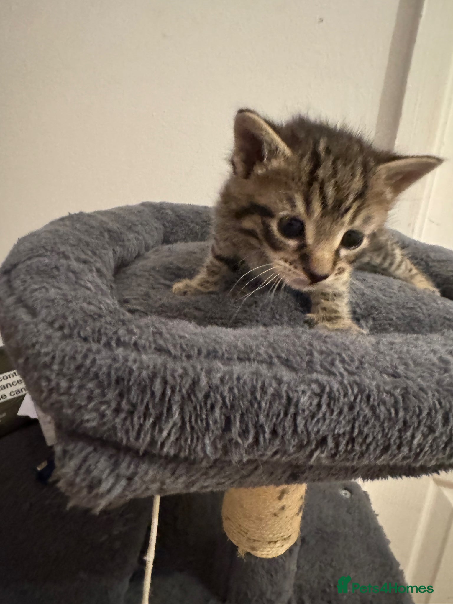 American Shorthair cats for sale: Ready To Leave Today please read full advert pleas - Advert 27