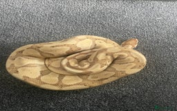Python Snake reptiles for sale: Banana python with set up 3 years old  - Image 5