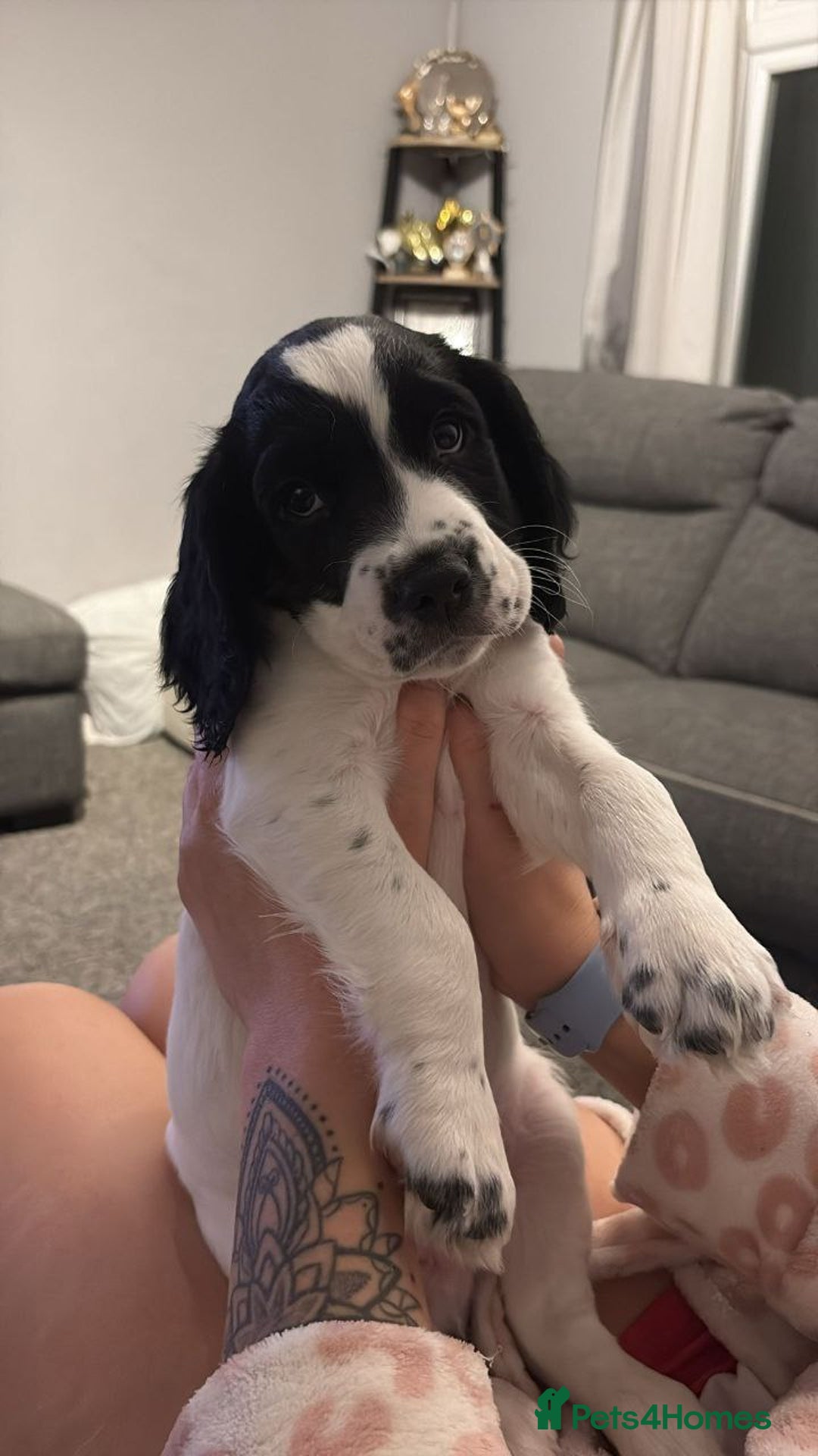 Sprocker dogs for sale: Sprocker puppies for sale - Advert 9