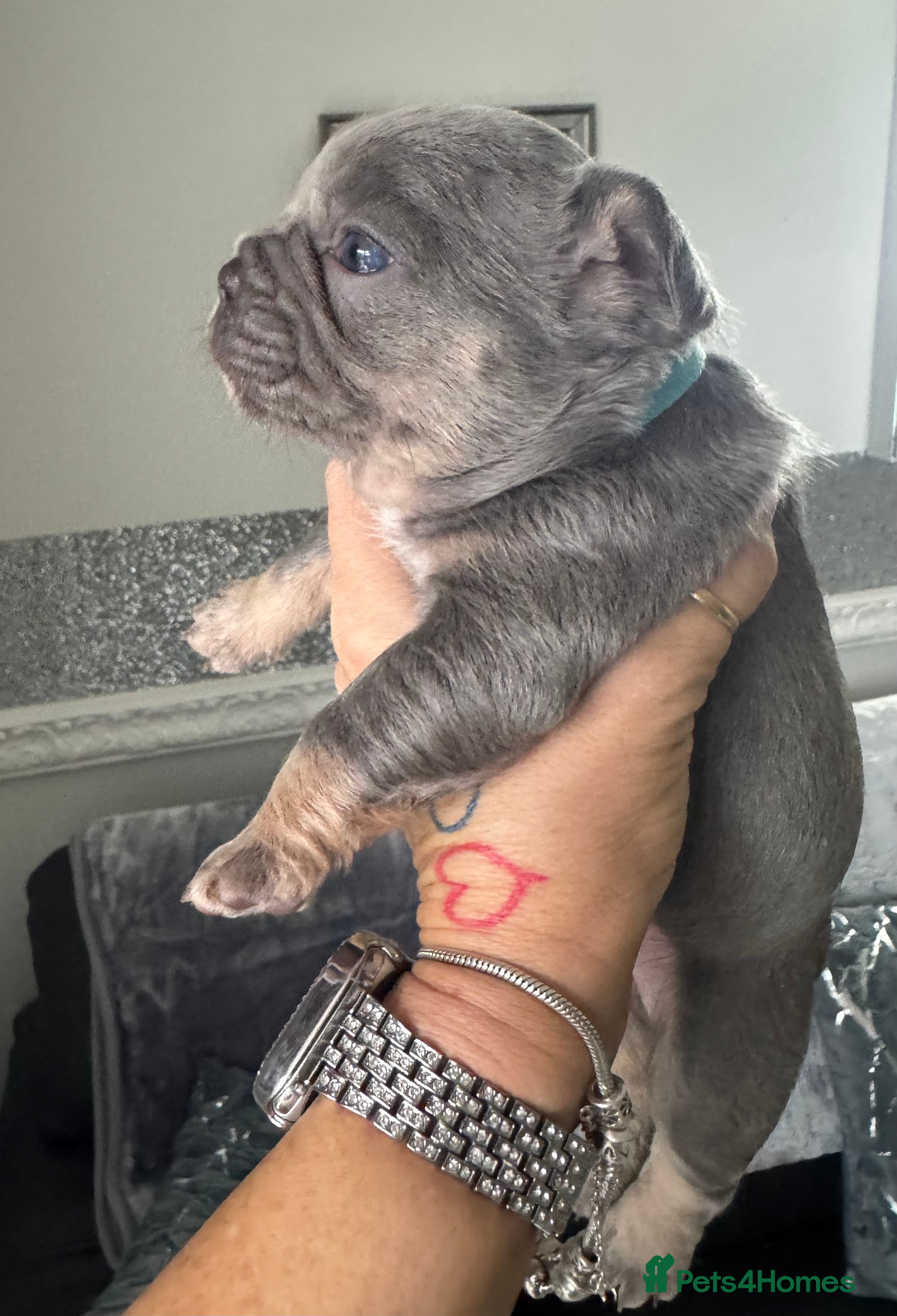 French Bulldog dogs Out standing french bulldogs merles carry fluffy - Advert 4