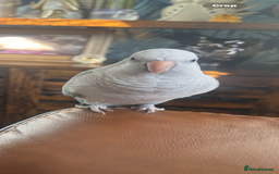 Parrots birds for sale: Beautiful Quaker parrot  - Image 2