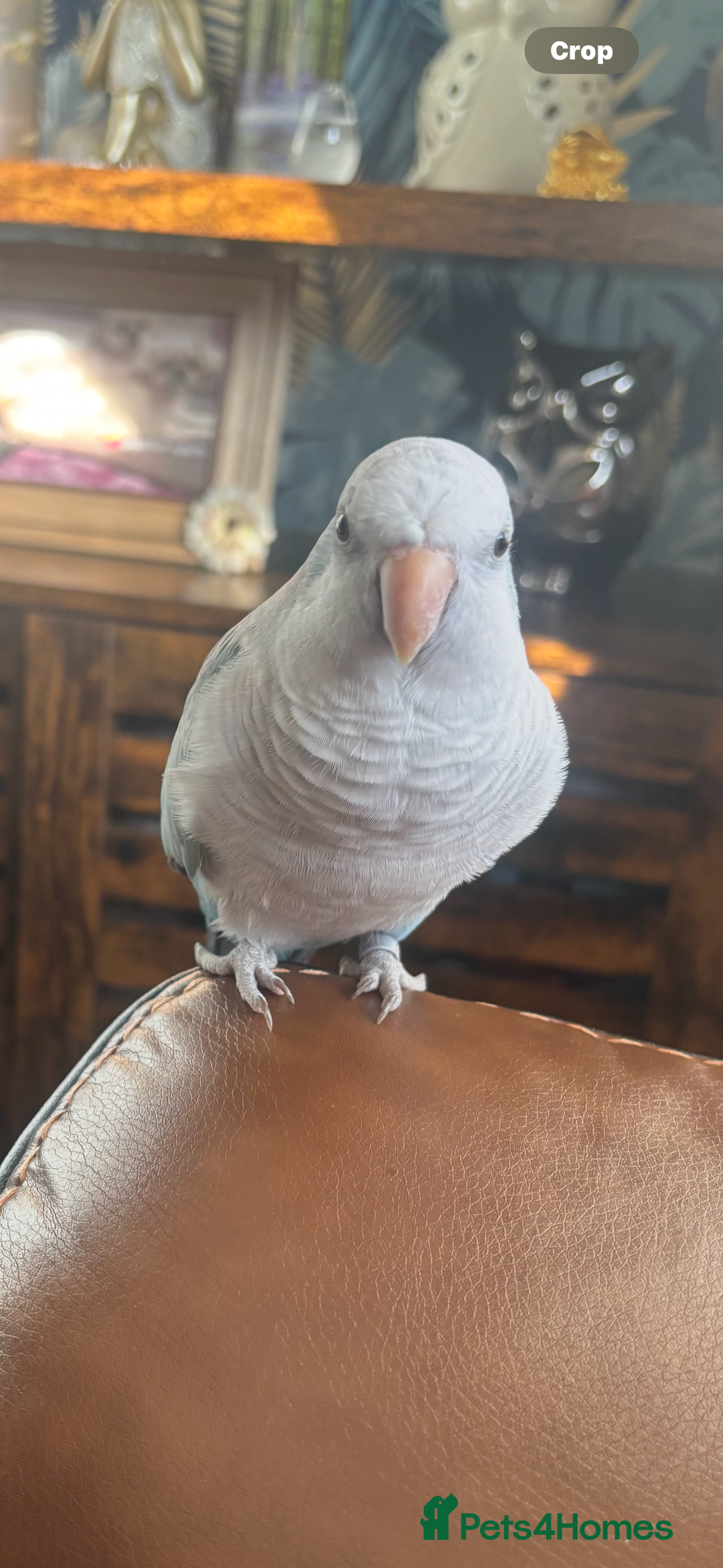 Parrots birds for sale: Beautiful Quaker parrot  - Image 2