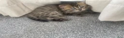 Mixed Breed cats for sale: Adorable Persian-X kittens for sale  - Advert 5