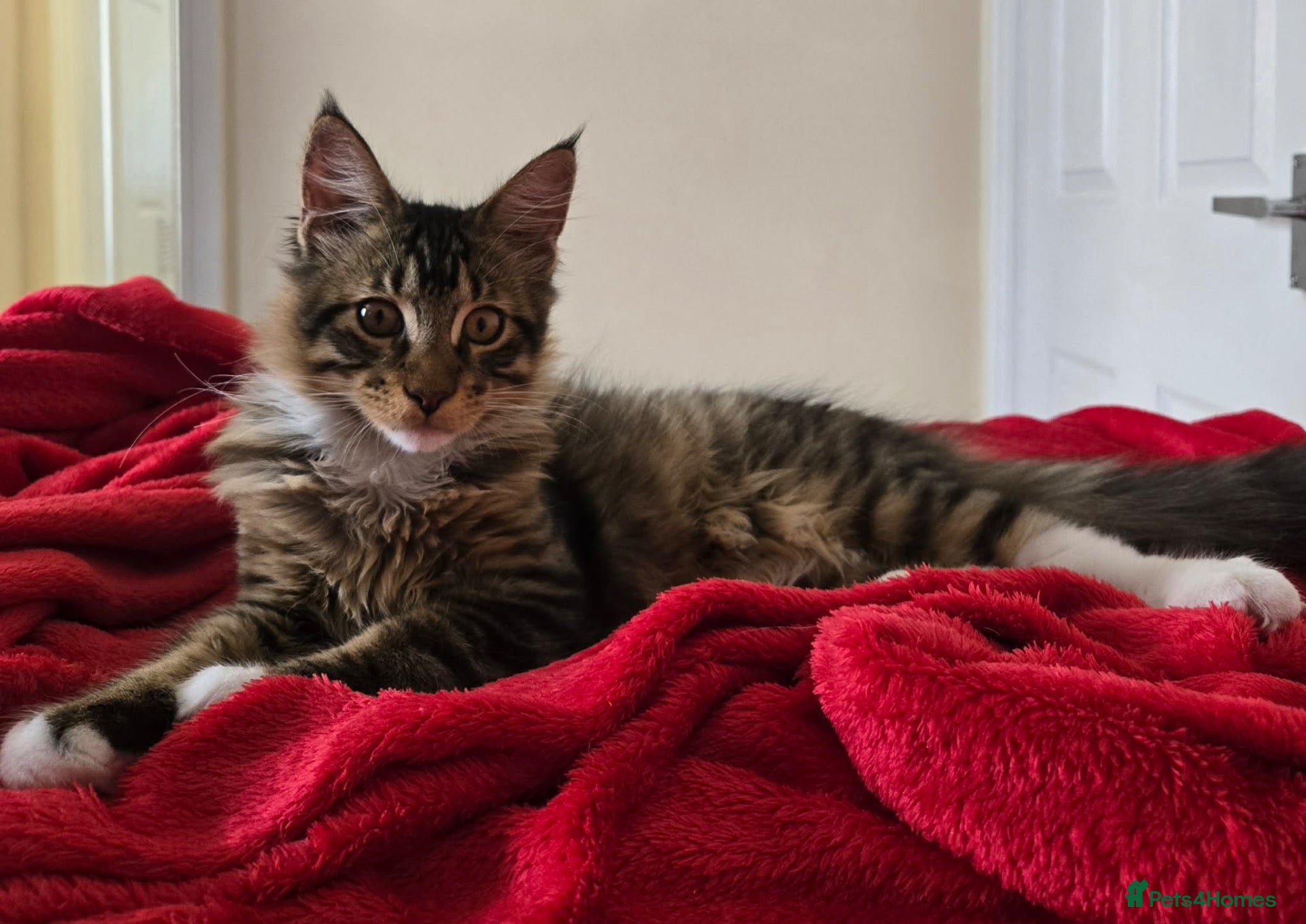 Maine Coon cats 1 TICA registered Maine Coon boy. - Advert 2