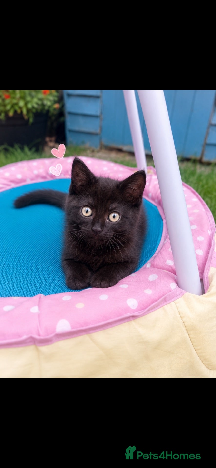 Mixed Breed cats 10 week old female kitten - Advert 1