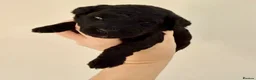 Toy Poodle dogs for sale: Kc registered Toy poodles  - Advert 14