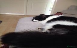 British Longhair cats for sale: Meet Tinca - Image 3