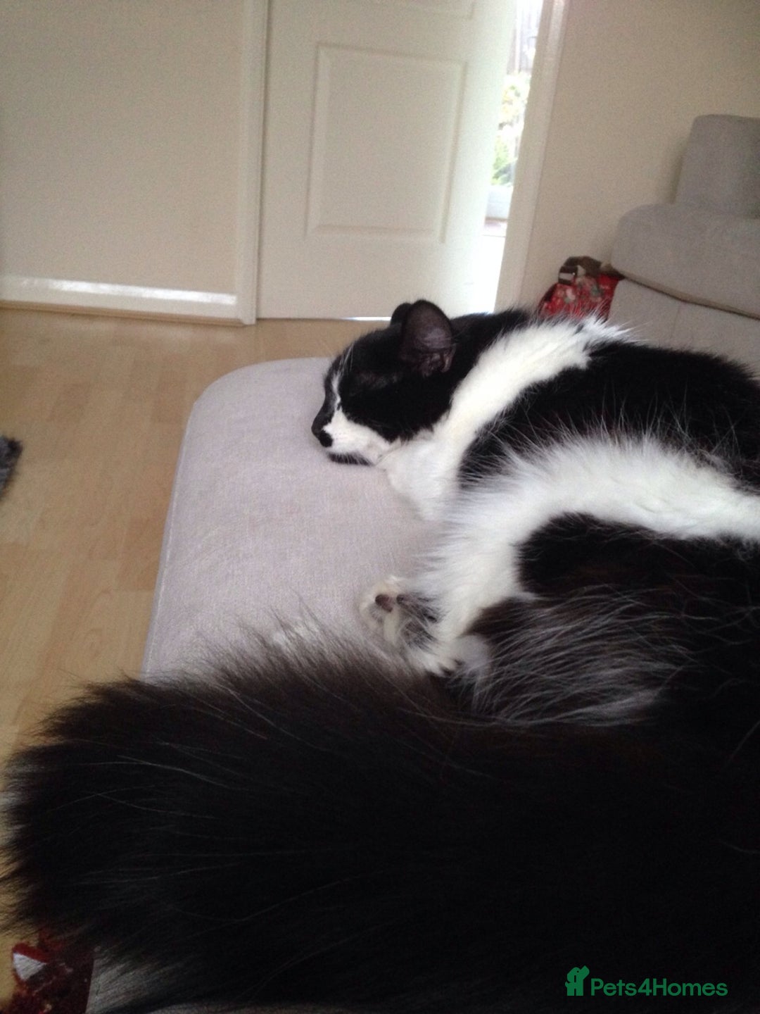 British Longhair cats for sale: Meet Tinca - Image 3