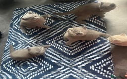 British Shorthair cats for sale: Beautiful British short hair kittens  - Image 13