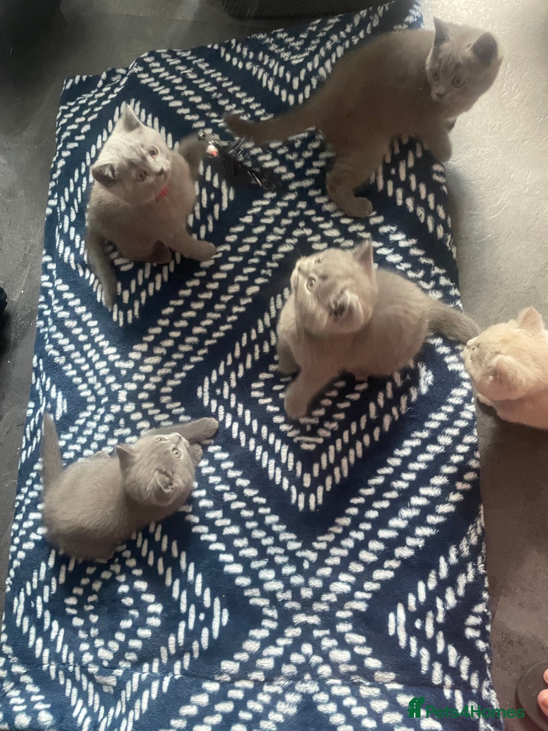 British Shorthair cats for sale: Beautiful British short hair kittens  - Image 13