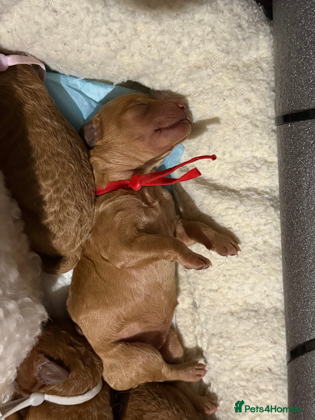 Labradoodle dogs for sale: Beautiful labradoodles  - Advert 30