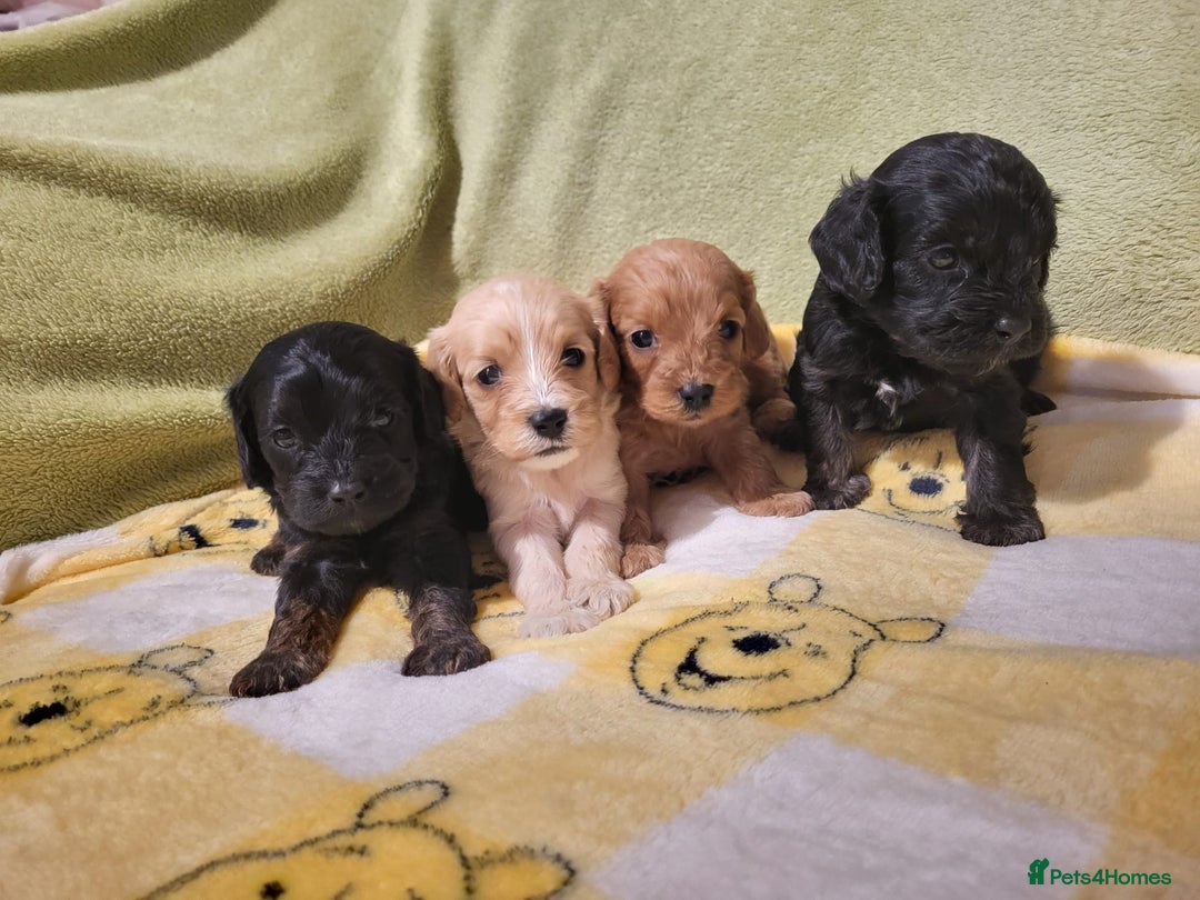 Cavapoo dogs for sale: Cavapoo - Advert 4