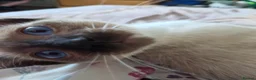 Snowshoe cats for sale: Seal Point Snowshoe kittens - two left - Advert 16