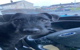 Patterdale Terrier dogs for sale: 1 Year Old Male Patterdale - Advert 4