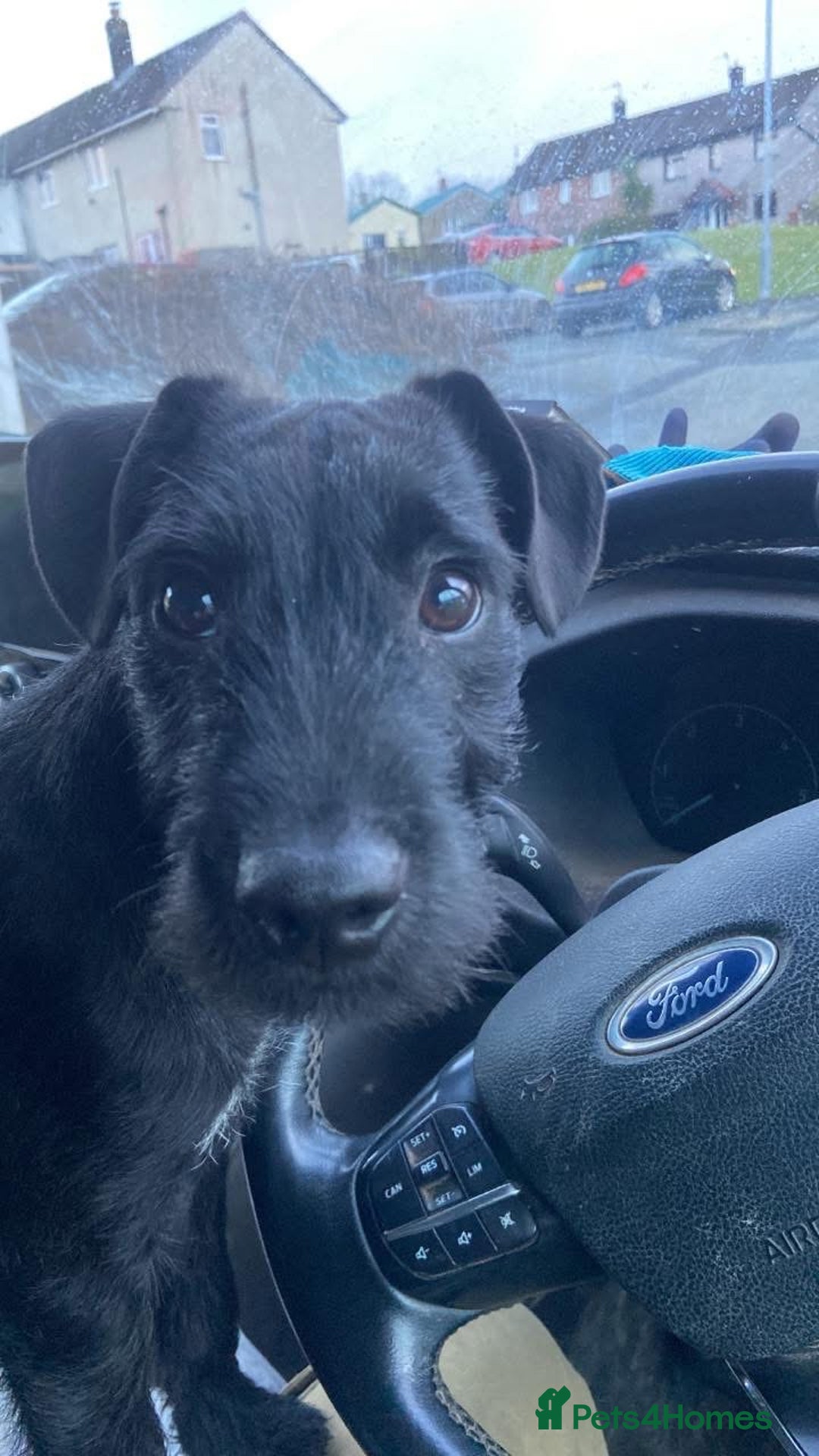 Patterdale Terrier dogs for sale: 1 Year Old Male Patterdale - Advert 4