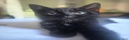 Mixed Breed cats for sale: 2 female kittens  in High Wycombe - Advert 2
