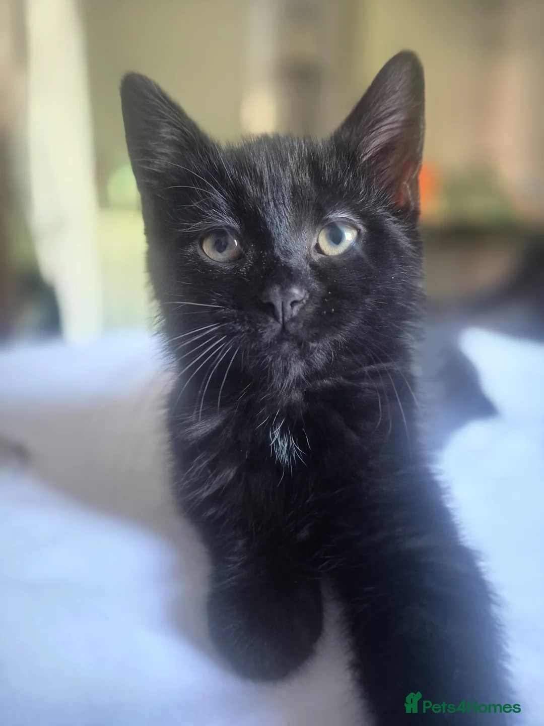 Mixed Breed cats for sale: 2 female kittens  in High Wycombe - Advert 2