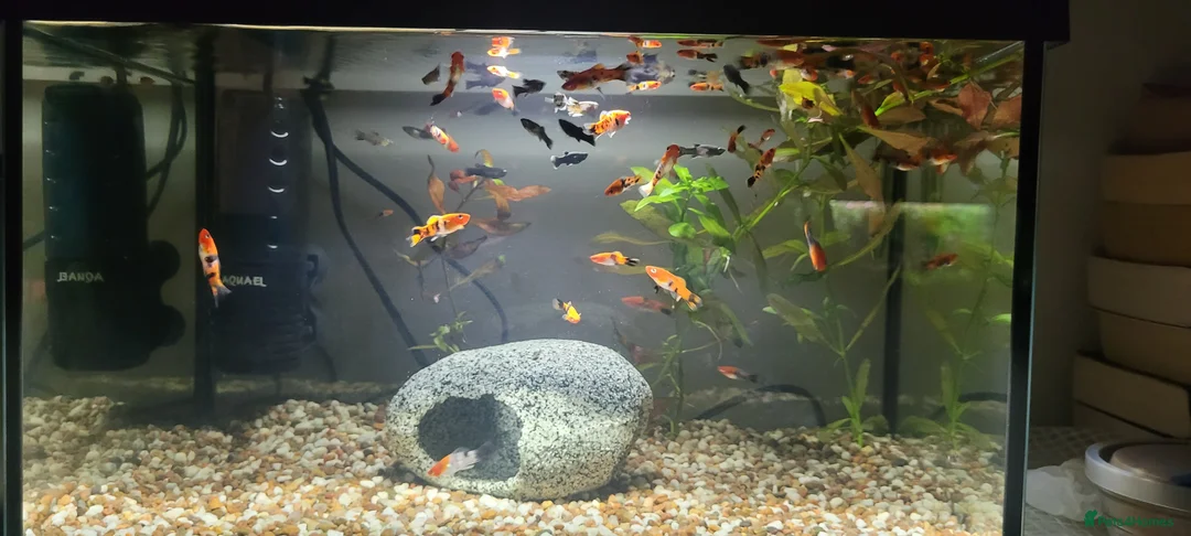 Swordtails fish for sale: Koi Swordfish and Lyretail Mollies  - Advert 1